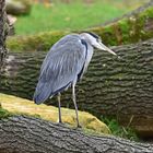 Graureiher (Ardea cinerea)