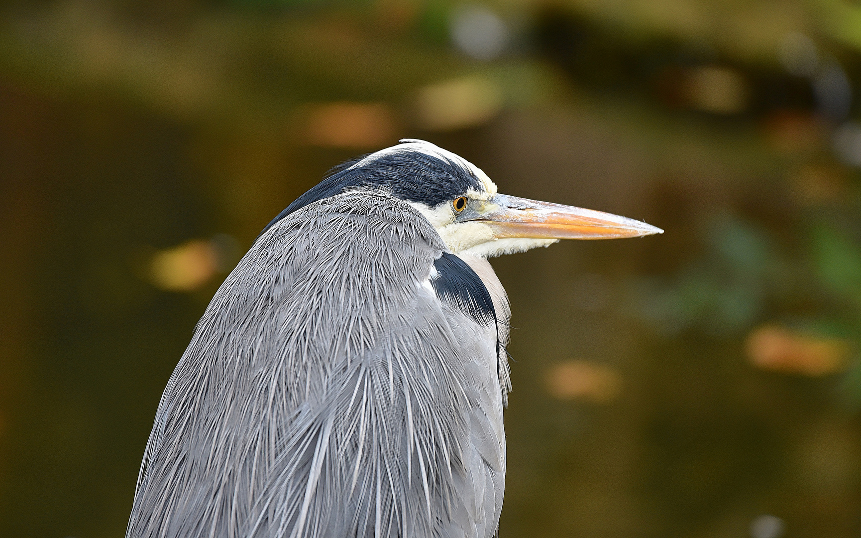 Graureiher (Ardea cinerea)