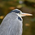 Graureiher (Ardea cinerea)