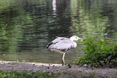 Graureiher (Ardea cinerea)