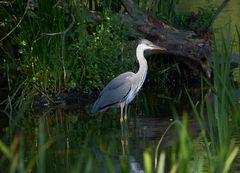 Graureiher (Ardea cinerea)