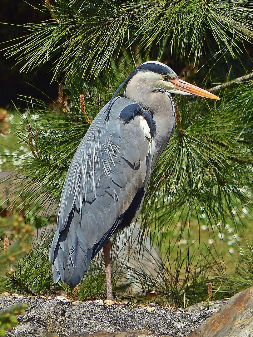 Graureiher (Ardea cinerea)