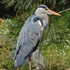 Graureiher (Ardea cinerea)