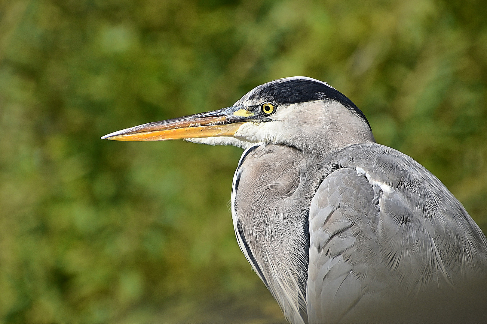 Graureiher (Ardea cinerea)