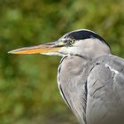 Graureiher (Ardea cinerea)