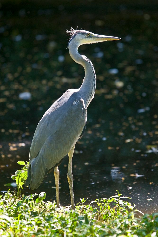 Graureiher - Ardea cinerea