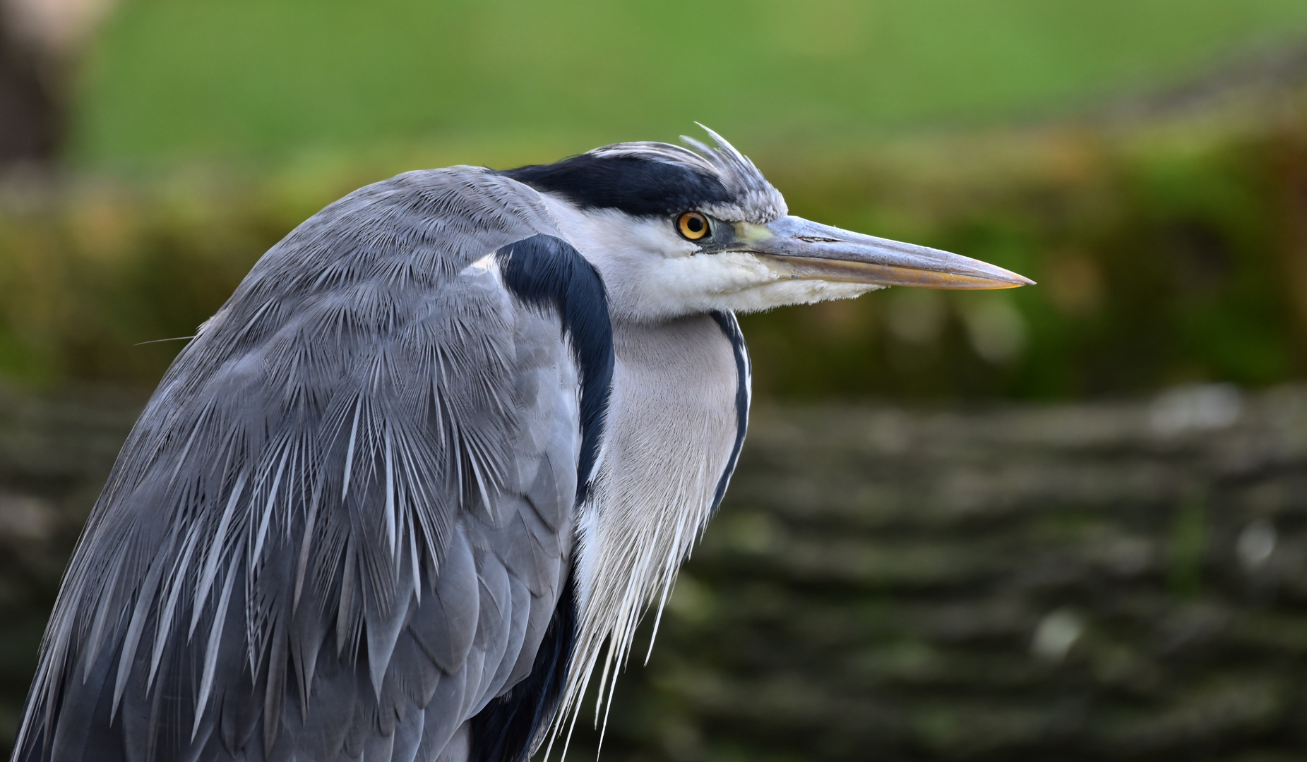 Graureiher (Ardea cinerea)