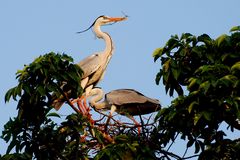 Graureiher (Ardea cinerea)