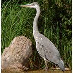 ~~~ Graureiher (Ardea cinerea) ~~~