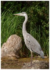 ~~~ Graureiher (Ardea cinerea) ~~~