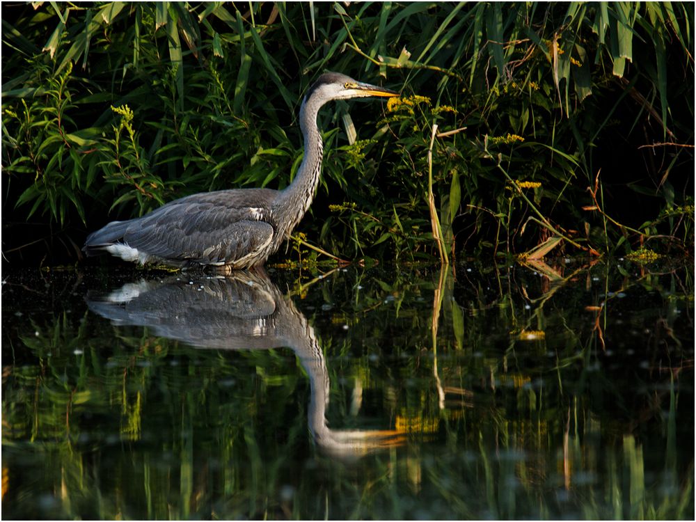 Graureiher (Ardea cinerea)