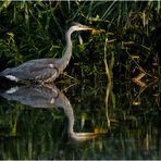 Graureiher (Ardea cinerea)