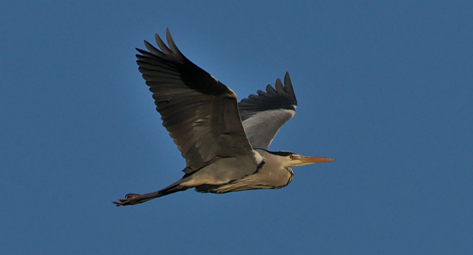 Graureiher (Ardea cinerea) - Altvogel 2