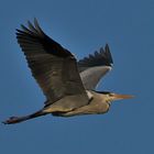 Graureiher (Ardea cinerea) - Altvogel 2