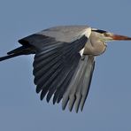 Graureiher (Ardea cinerea) - Altvogel 5