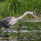 Graureiher (Ardea cinerea) auf der Jagd