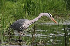 Graureiher (Ardea cinerea) auf der Jagd