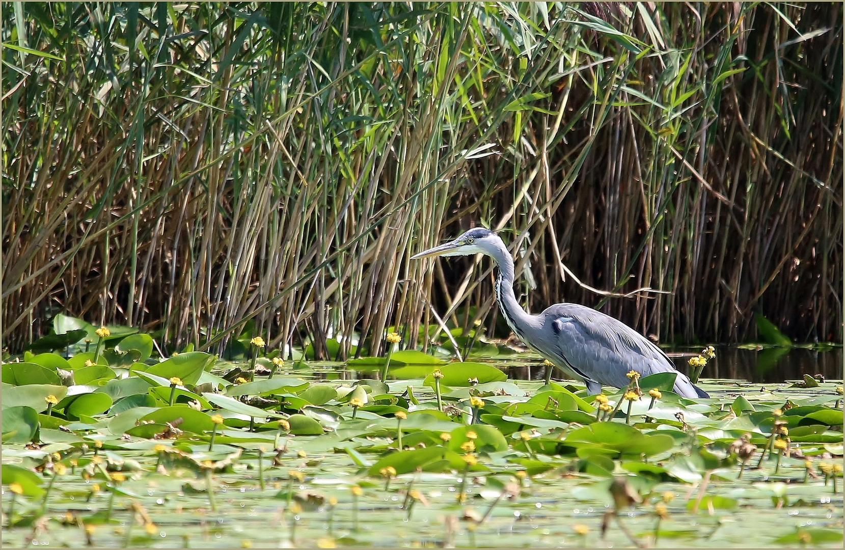 Graureiher (Ardea cinerea) auf Futtersuche.