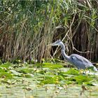 Graureiher (Ardea cinerea) auf Futtersuche.