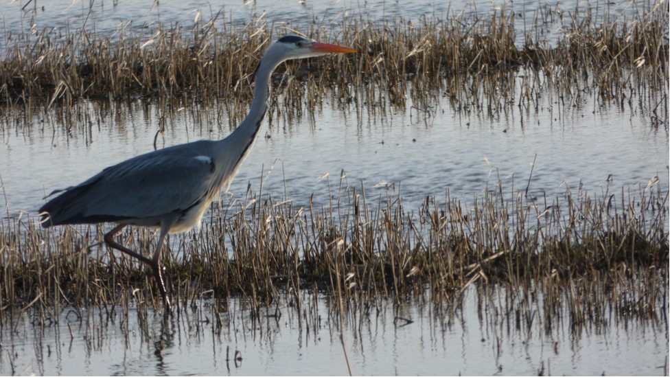 Graureiher (Ardea cinerea) auf Jagd