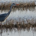 Graureiher (Ardea cinerea) auf Jagd