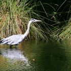 Graureiher (Ardea cinerea) auf Nahrungssuche