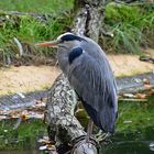 Graureiher (Ardea cinerea)