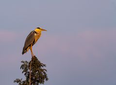 Graureiher - Ardea cinerea