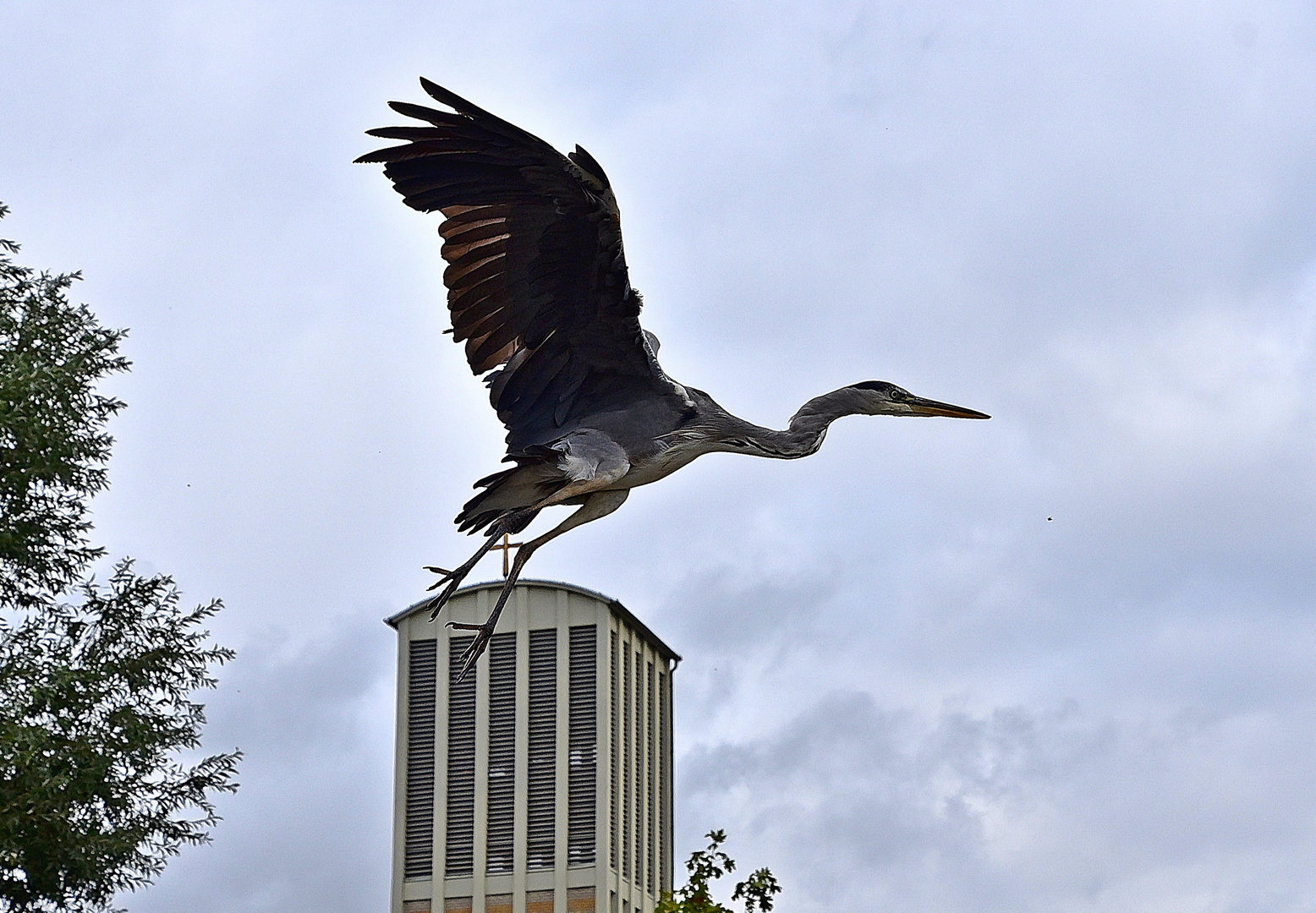 Graureiher (Ardea cinerea)