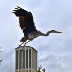 Graureiher (Ardea cinerea)