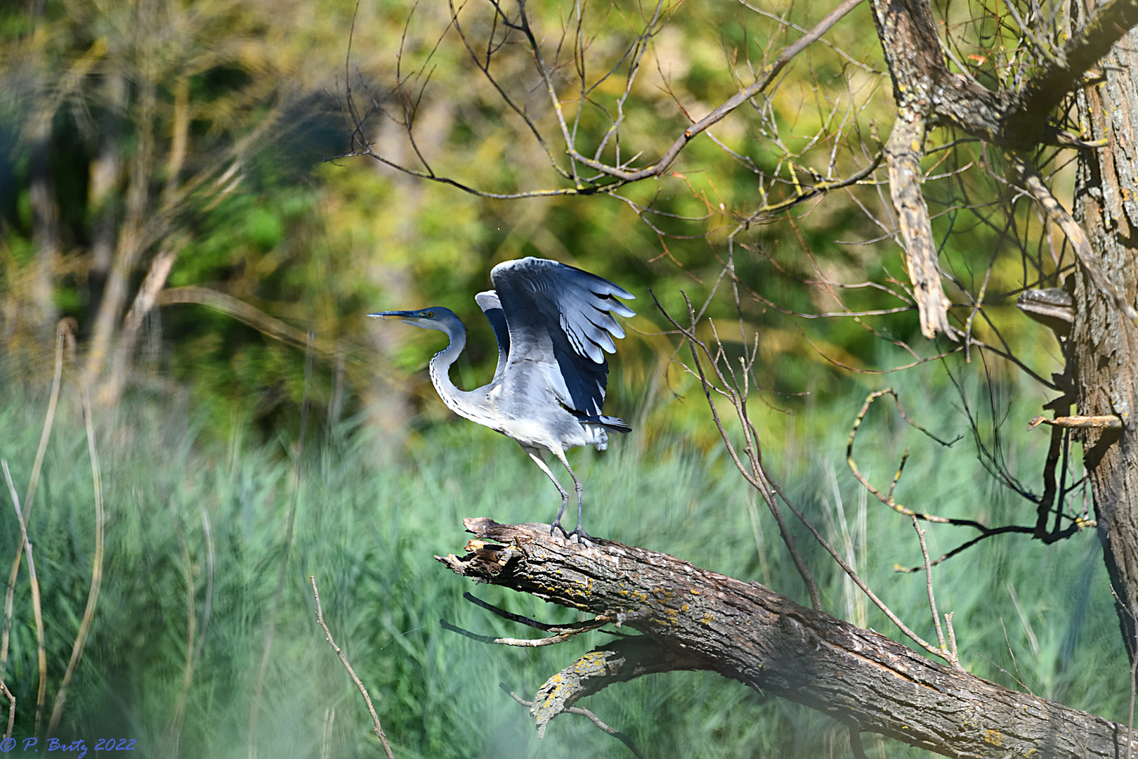 Graureiher (Ardea cinerea)