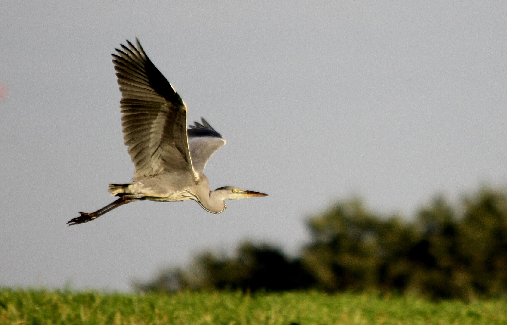 Graureiher (Ardea cinerea)