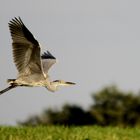 Graureiher (Ardea cinerea)