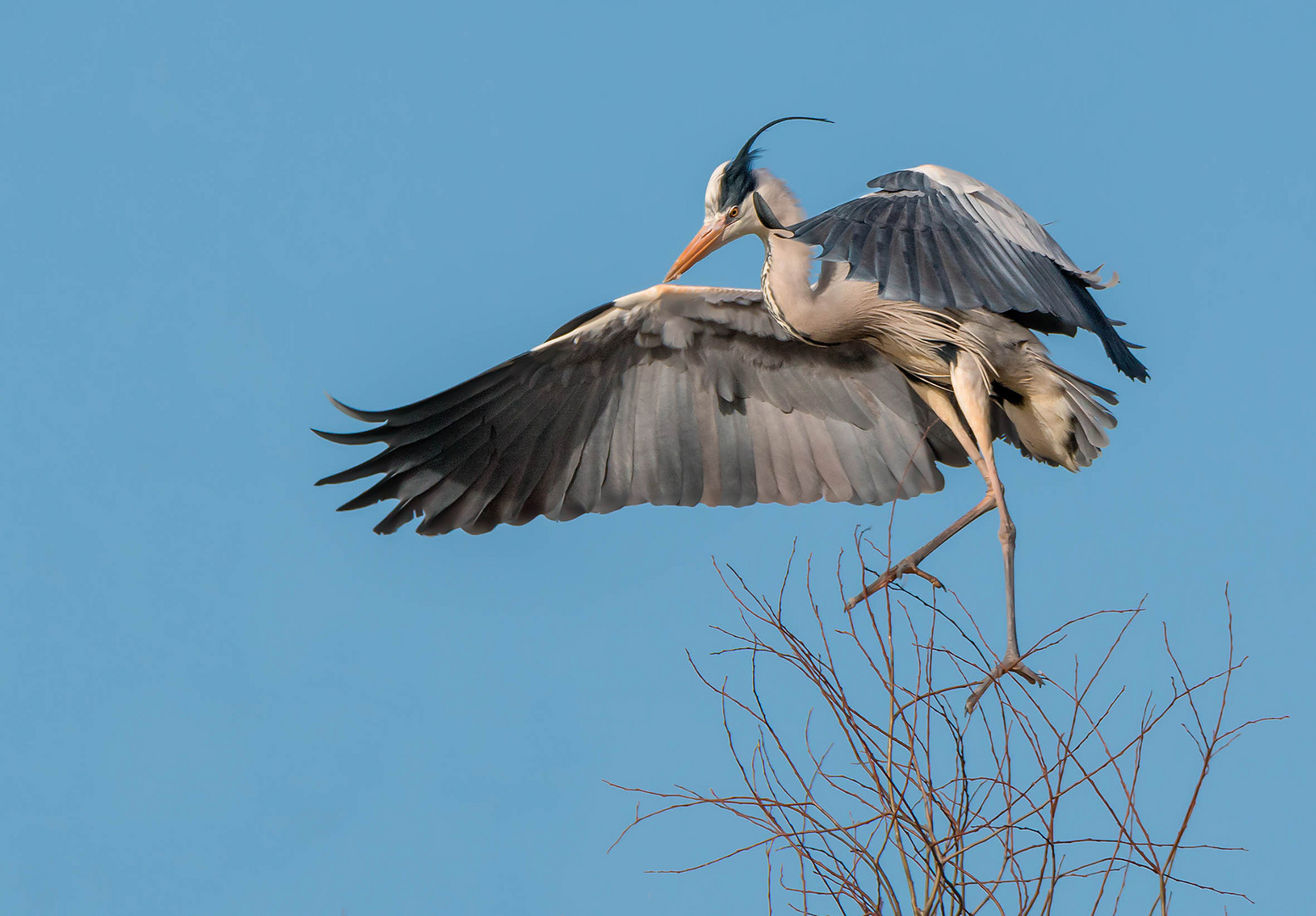  Graureiher Ardea cinerea