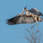  Graureiher Ardea cinerea