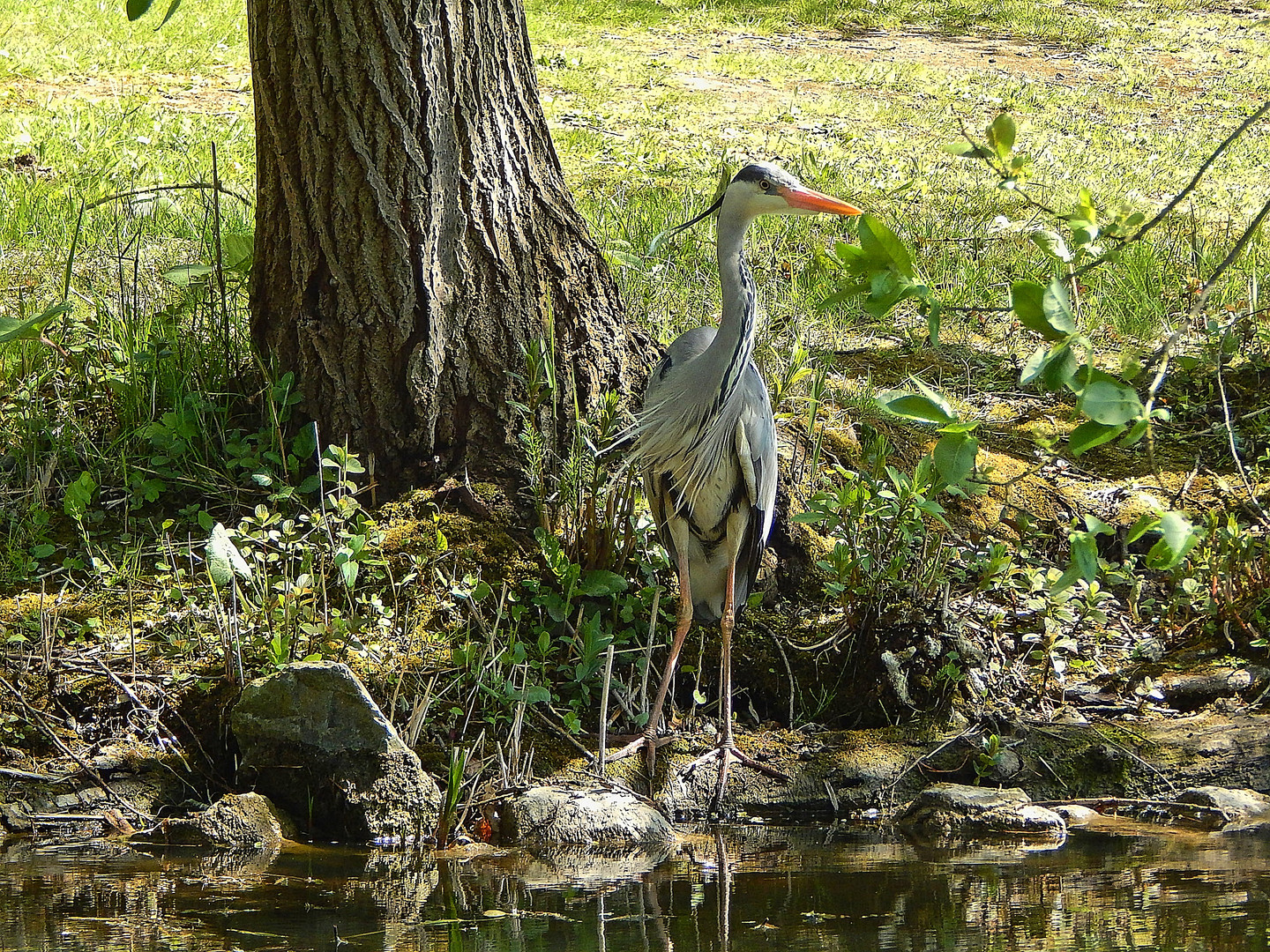 Graureiher (Ardea cinerea)