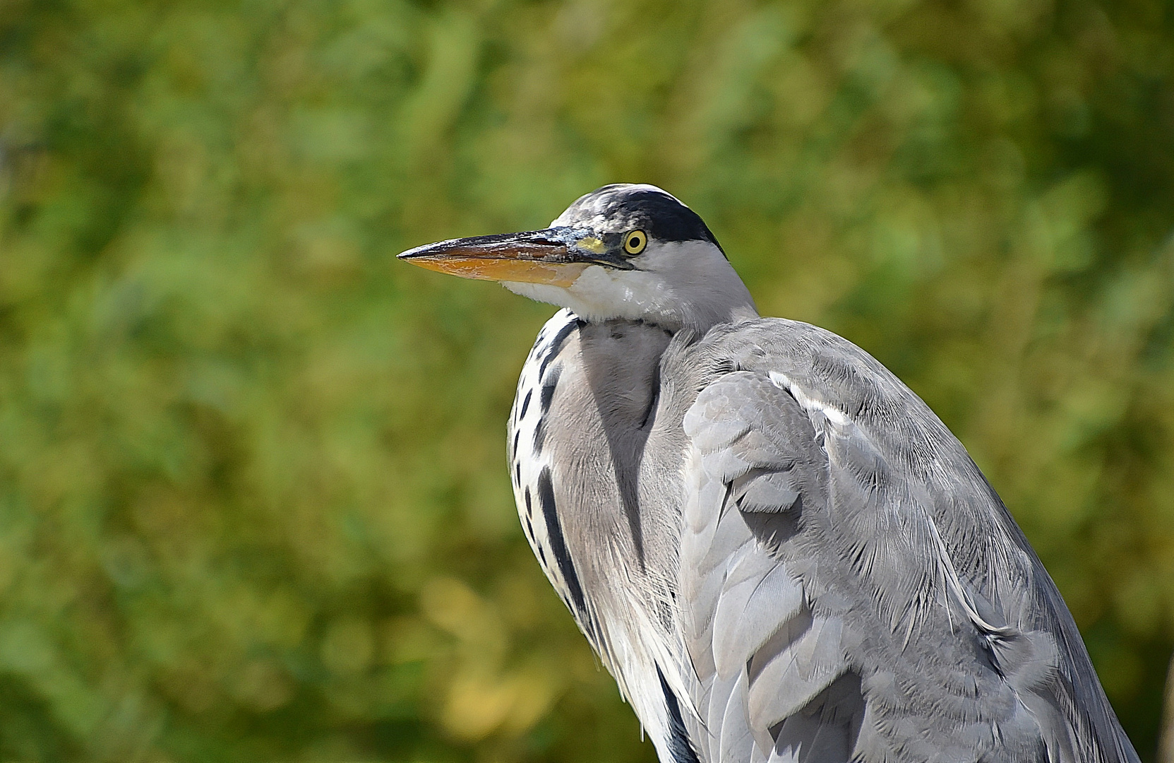 Graureiher (Ardea cinerea)