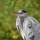 Graureiher (Ardea cinerea)