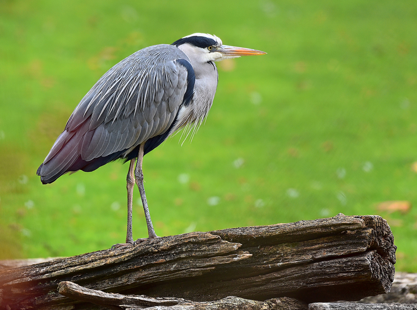 Graureiher (Ardea cinerea)