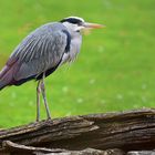 Graureiher (Ardea cinerea)