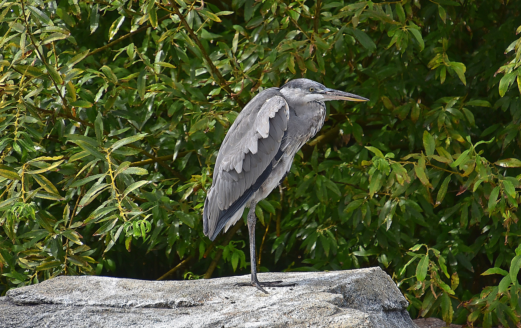 Graureiher (Ardea cinerea)