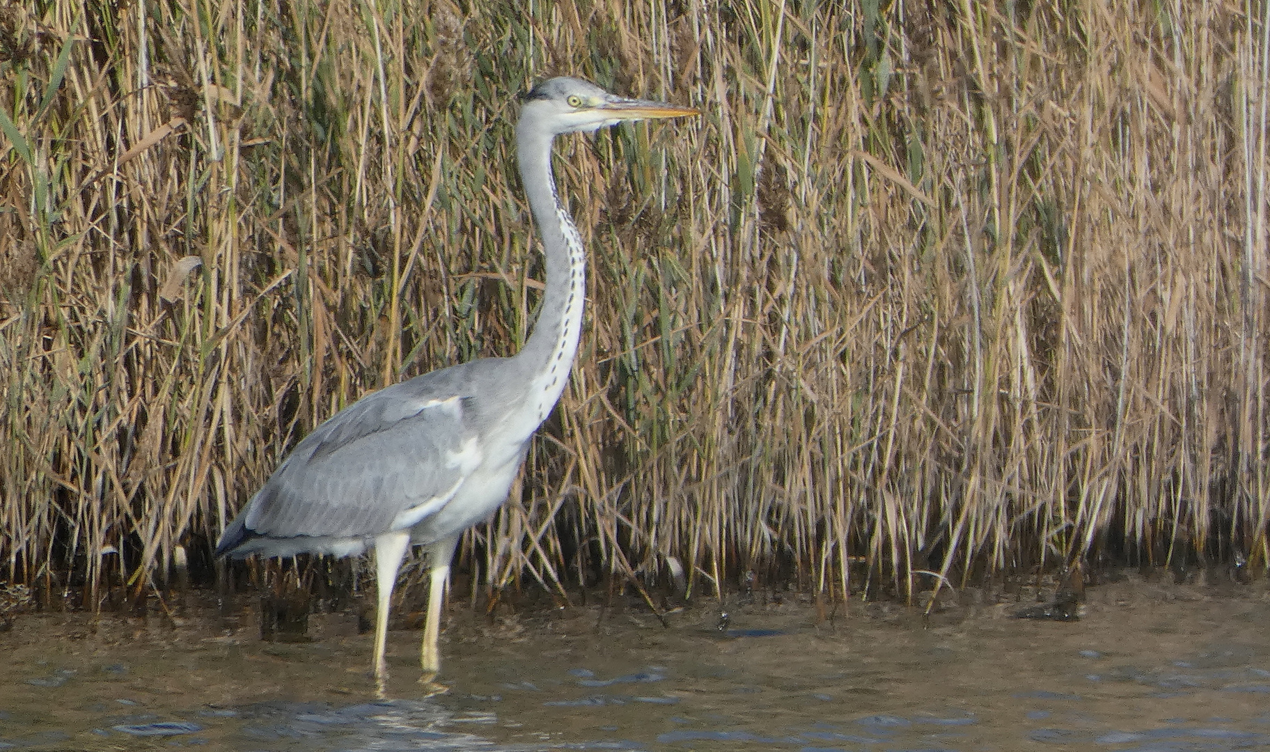 Graureiher (Ardea cinerea)