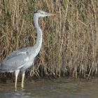 Graureiher (Ardea cinerea)