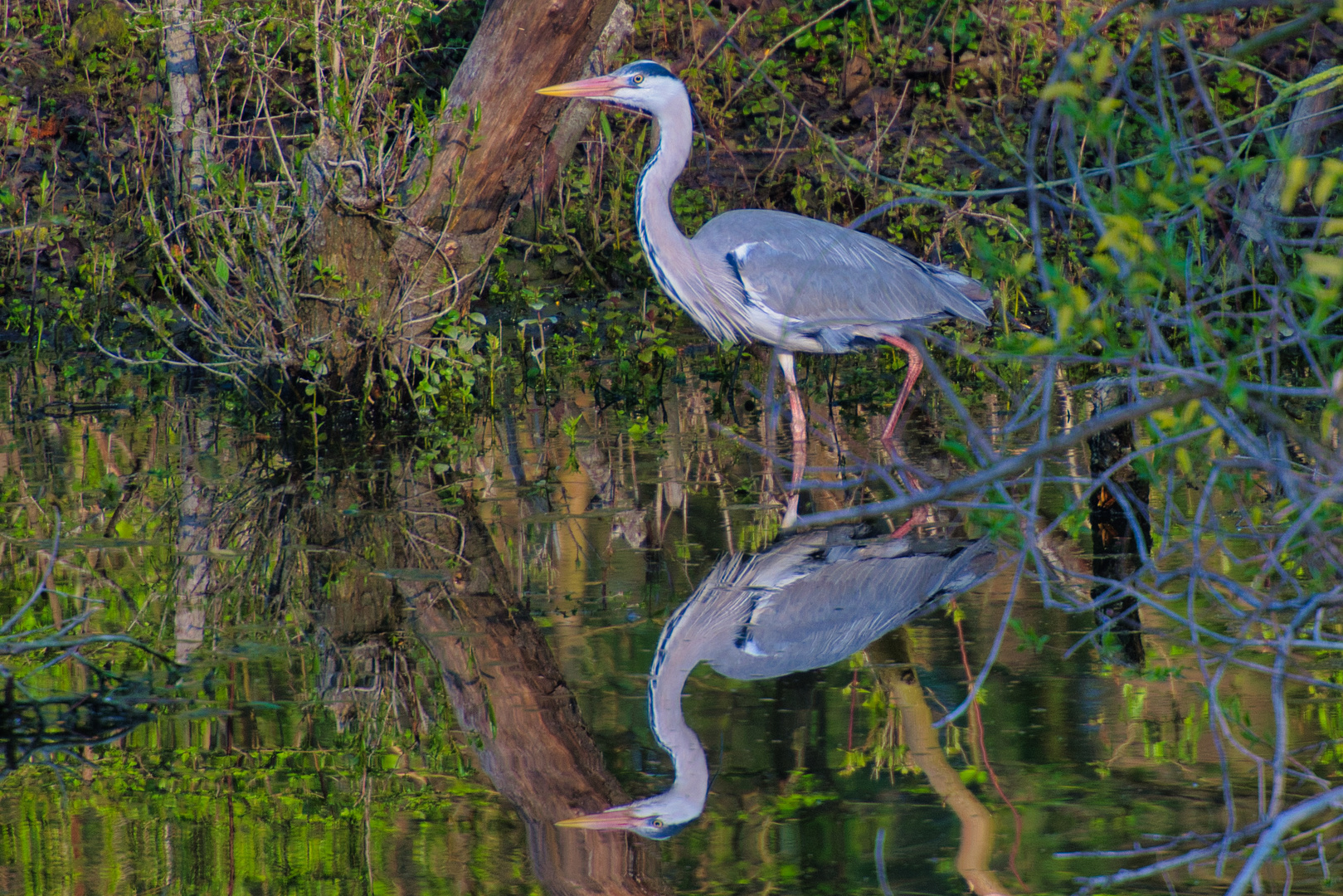 Graureiher (Ardea cinerea)