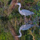 Graureiher (Ardea cinerea)