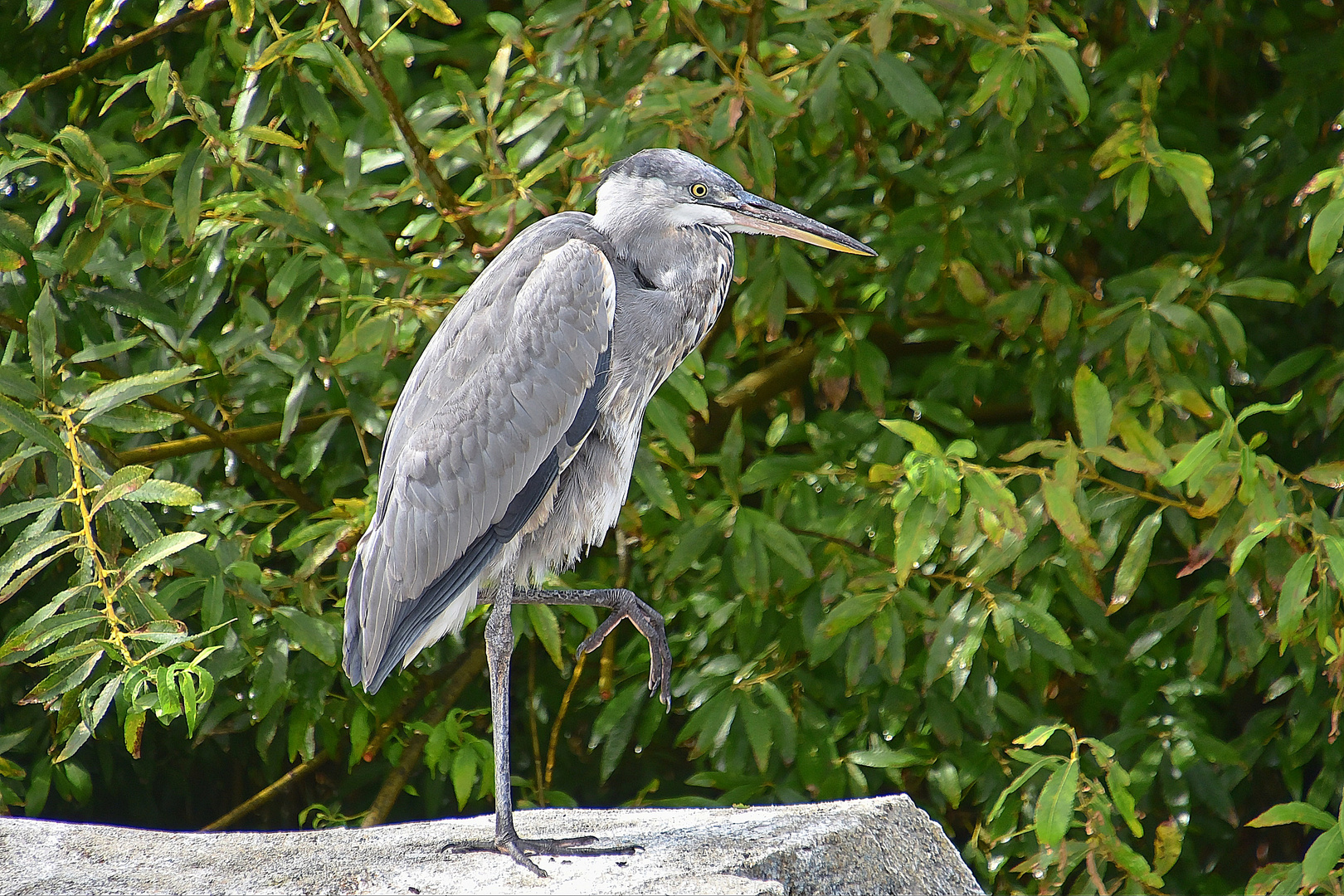 Graureiher (Ardea cinerea)