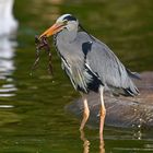 Graureiher (Ardea cinerea)