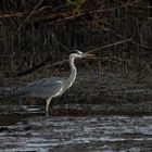 Graureiher  ( Ardea cinerea)