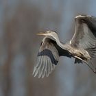 Graureiher (Ardea cinerea)