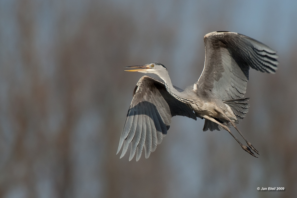 Graureiher (Ardea cinerea)